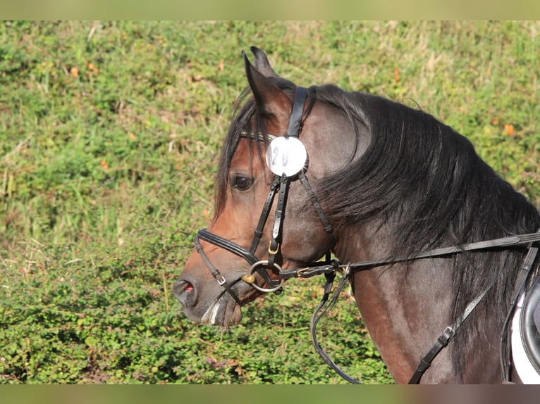 Arabian horses Stallion Bay-Dark in Tiefenbach