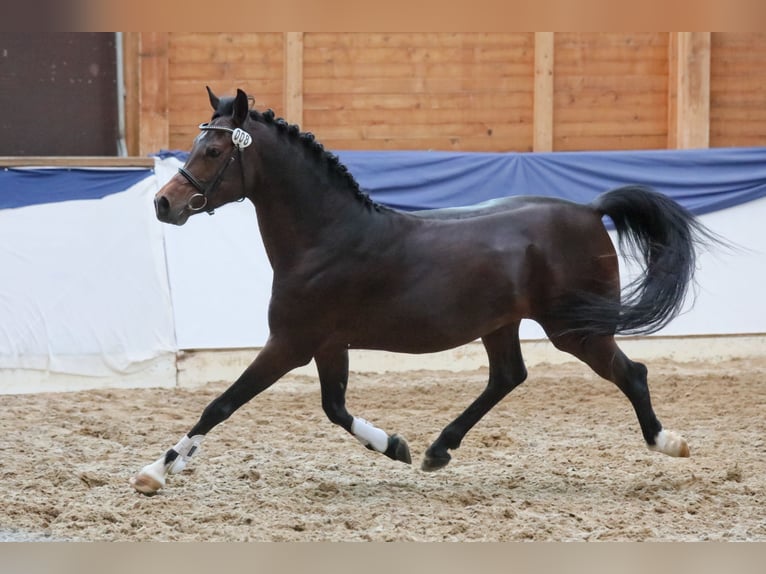 Arabian horses Stallion Bay-Dark in Tiefenbach