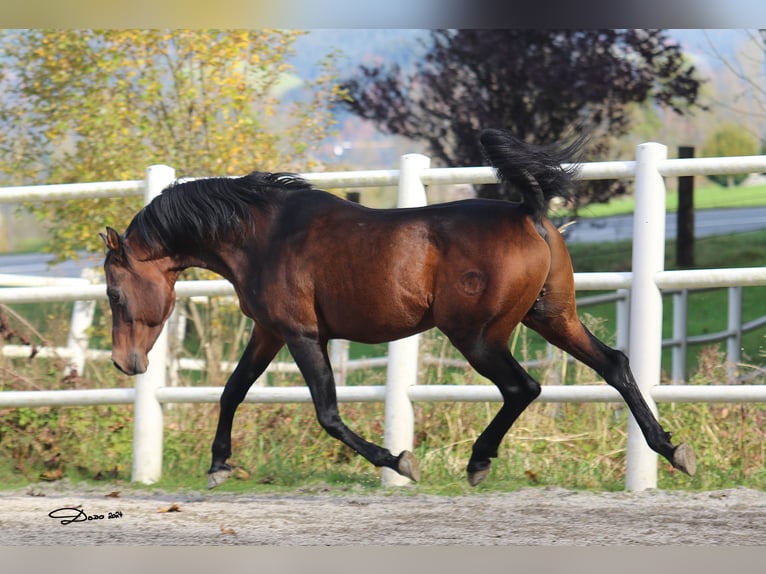 Arabian horses Stallion Bay-Dark in Söll