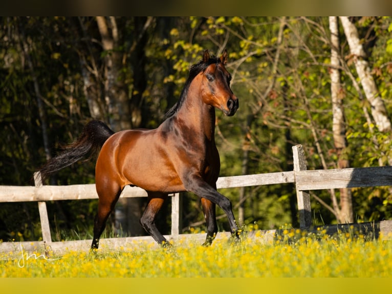 Arabian horses Stallion Bay-Dark in Söll