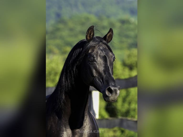 Arabian horses Stallion Bay-Dark in Koprivnica