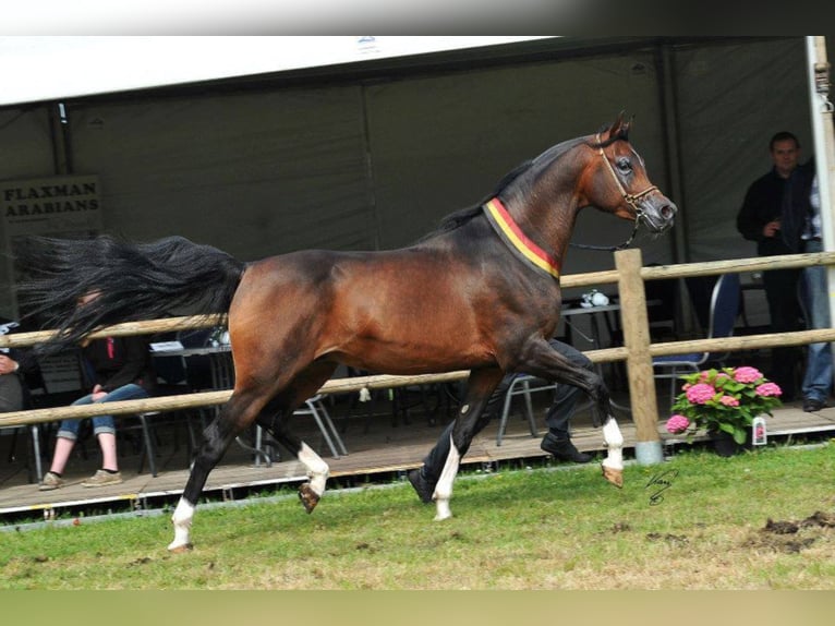 Arabian horses Stallion Bay-Dark in Walsrode