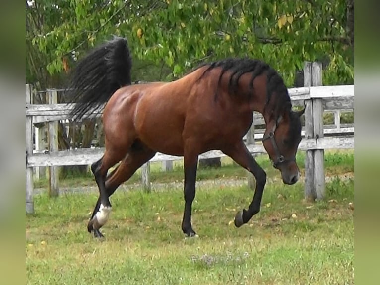 Arabian horses Stallion Bay in Bordeaux