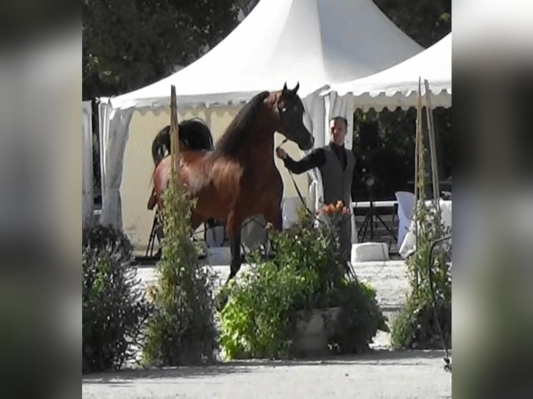Arabian horses Stallion Bay in Bordeaux