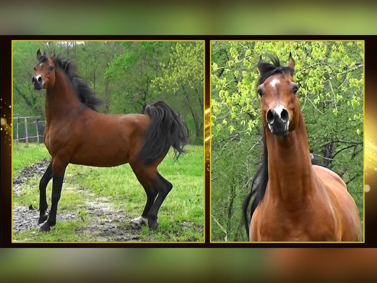 Arabian horses Stallion Bay in Bordeaux