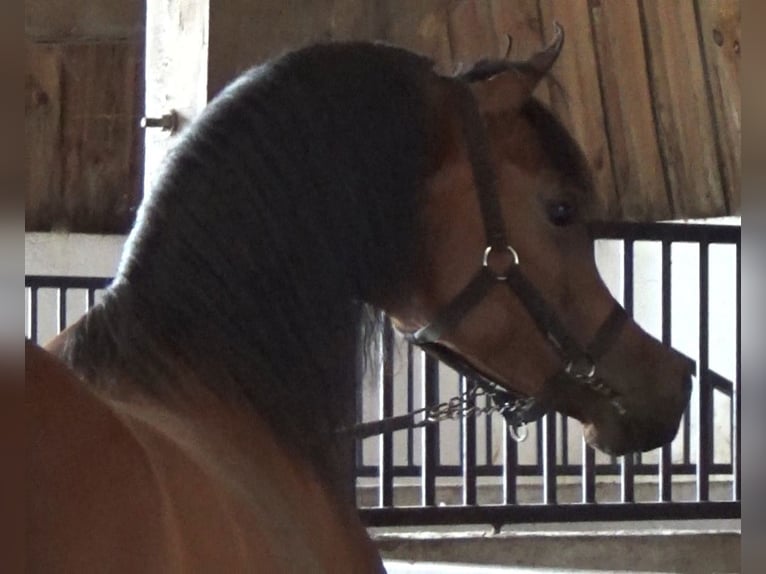 Arabian horses Stallion Bay in Bordeaux