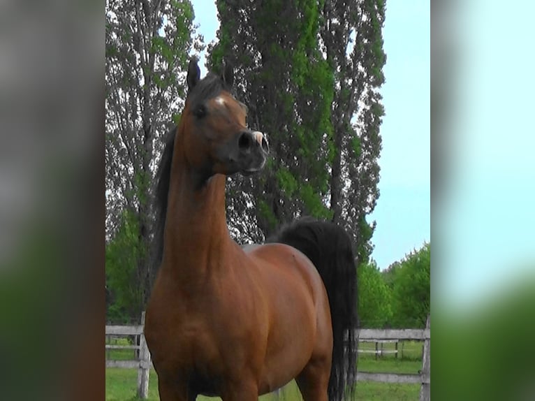 Arabian horses Stallion Bay in Bordeaux