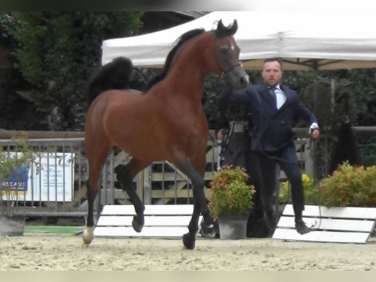 Arabian horses Stallion Bay in Bordeaux
