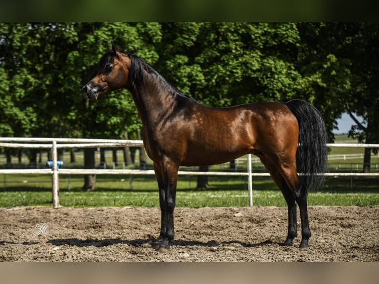 Arabian horses Stallion Bay in Krasnopol