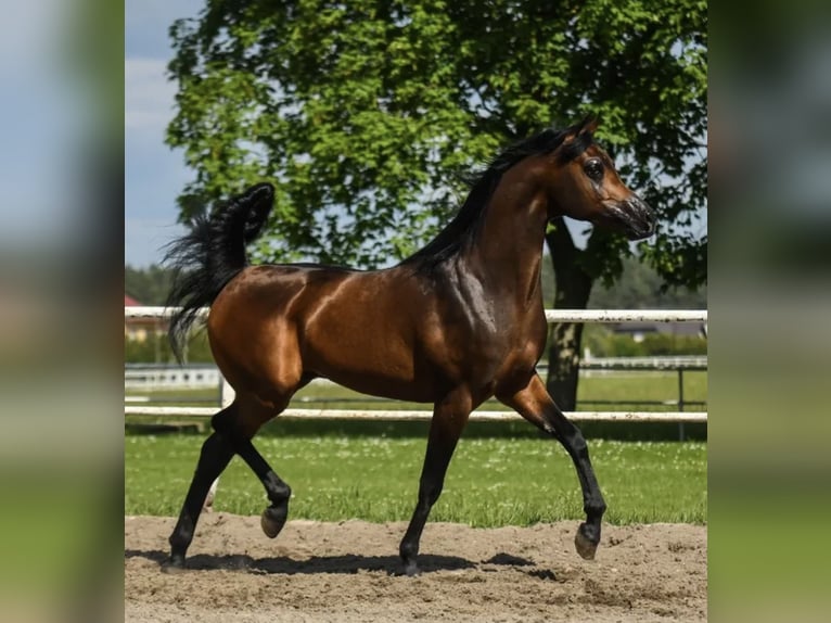 Arabian horses Stallion Bay in Krasnopol