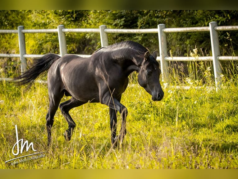 Arabian horses Stallion Black in Söll
