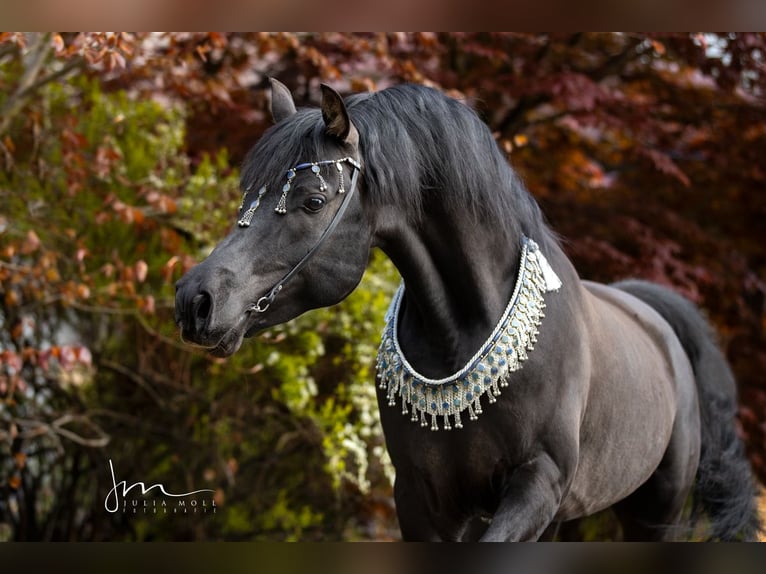 Arabian horses Stallion Black in Söll