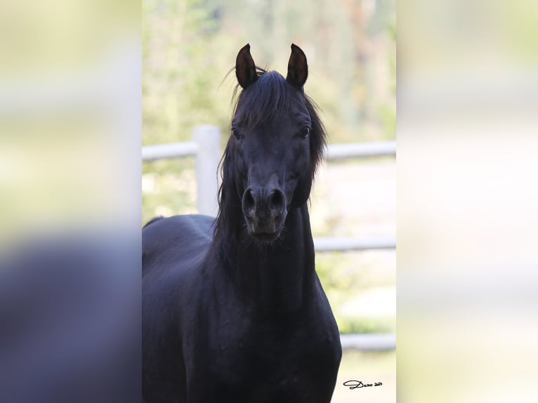 Arabian horses Stallion Black in Söll