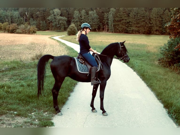 Arabian horses Stallion Black in Elterlein