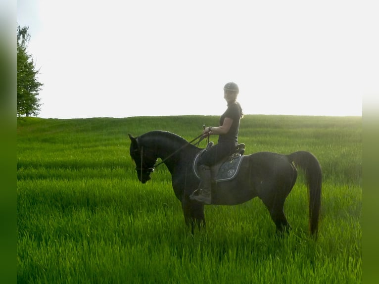 Arabian horses Stallion Black in Elterlein