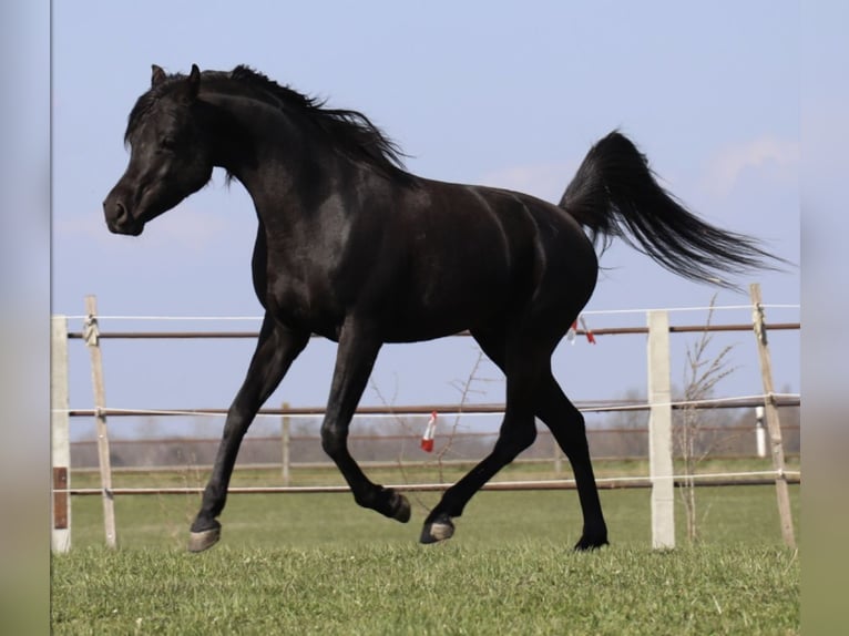 Arabian horses Stallion Black in Rain am Lech