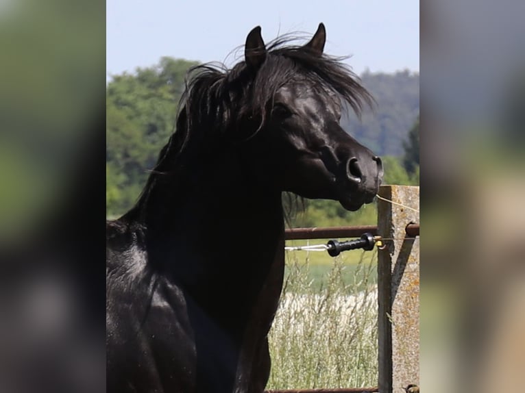 Arabian horses Stallion Black in Rain am Lech