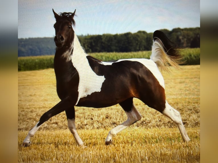 Arabian horses Stallion Black in Rain am Lech