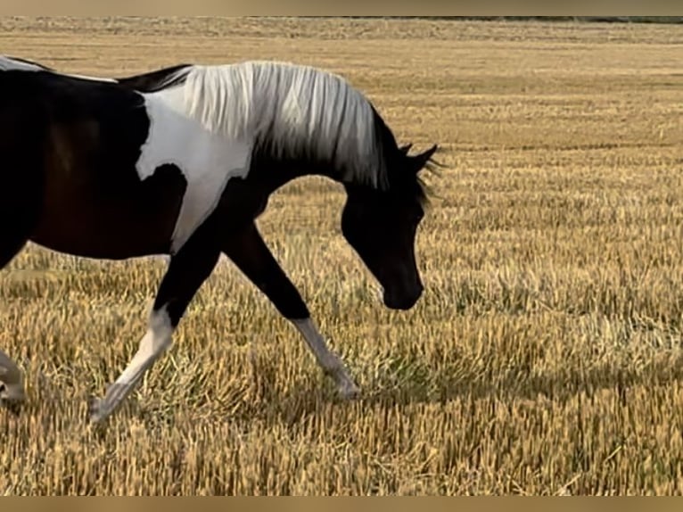 Arabian horses Stallion Black in Rain am Lech