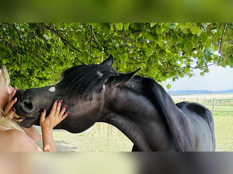 Arabian horses Stallion Black in Rain am Lech