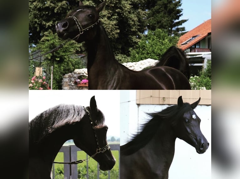 Arabian horses Stallion Black in Rain am Lech