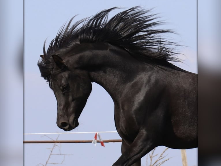 Arabian horses Stallion Black in Rain am Lech