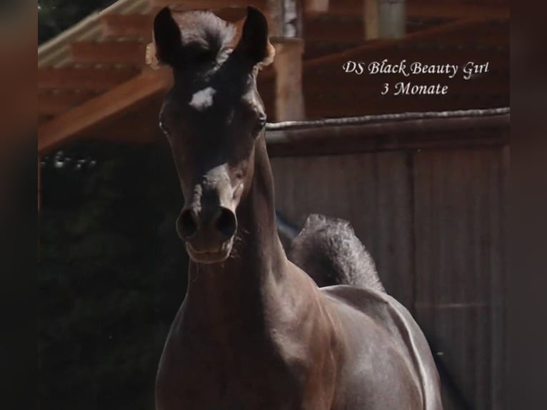 Arabian horses Stallion Black in Rain am Lech