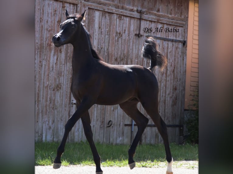 Arabian horses Stallion Black in Rain am Lech