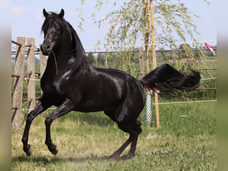 Arabian horses Stallion Black in Rain am Lech