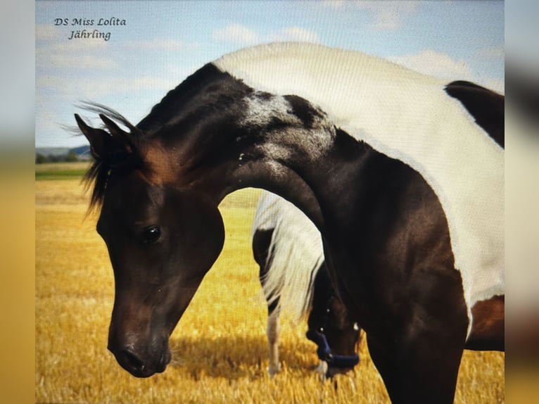 Arabian horses Stallion Black in Rain am Lech