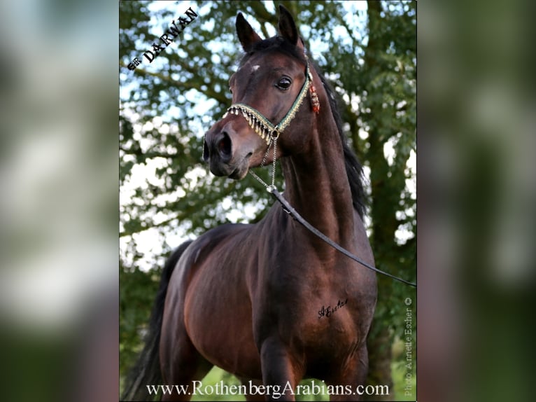 Arabian horses Stallion Black in Monheim