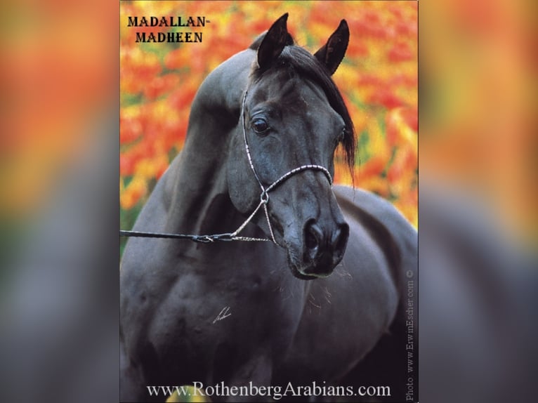 Arabian horses Stallion Black in Monheim
