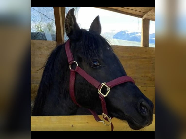 Arabian horses Stallion Black in Radfeld