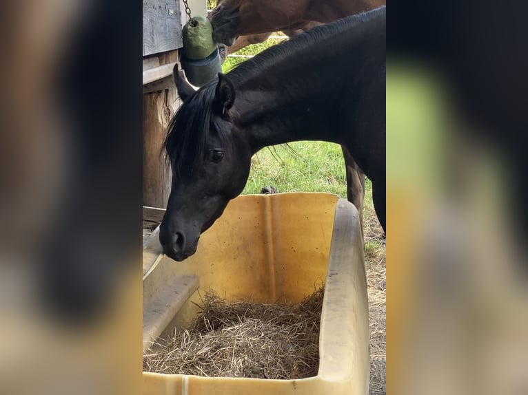Arabian horses Stallion Black in Radfeld