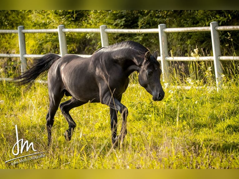 Arabian horses Stallion in S&#xF6;ll