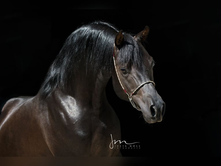 Arabian horses Stallion in S&#xF6;ll