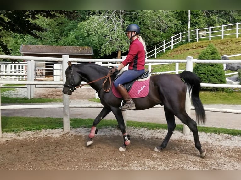 Arabian horses Stallion in S&#xF6;ll