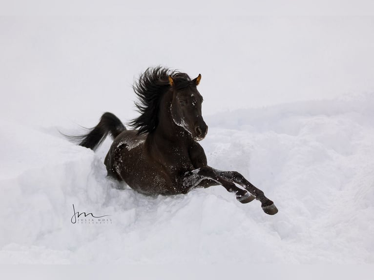 Arabian horses Stallion in S&#xF6;ll