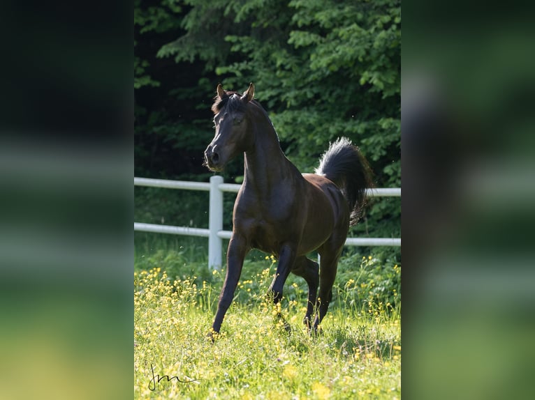 Arabian horses Stallion in S&#xF6;ll
