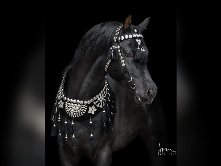 Arabian horses Stallion in S&#xF6;ll
