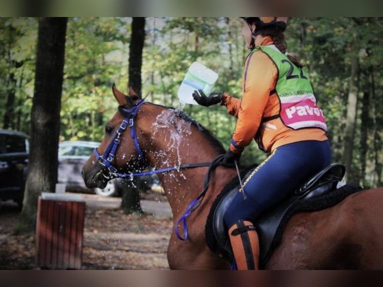 Arabian horses Stallion Brown in Waalwijk