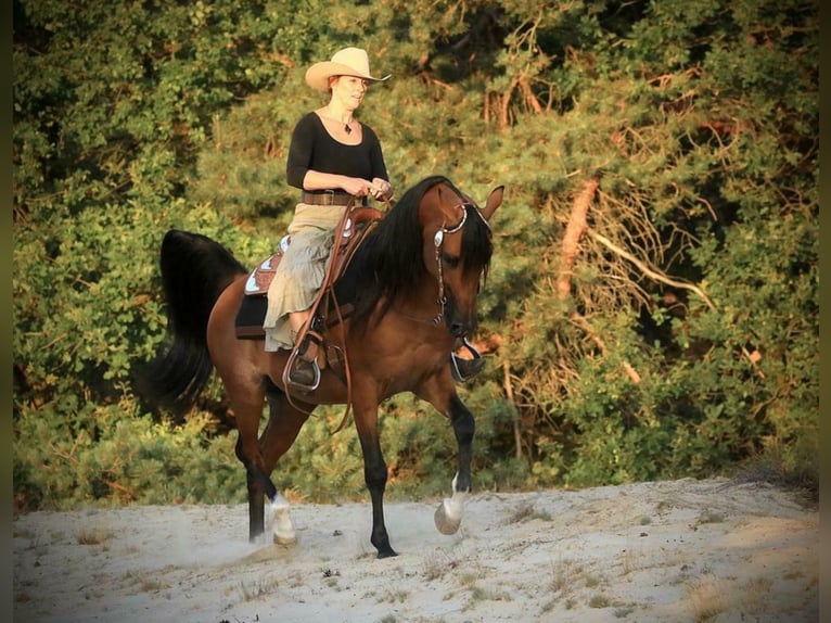 Arabian horses Stallion Brown in Waalwijk