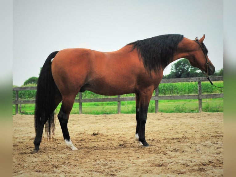 Arabian horses Stallion Brown in Waalwijk