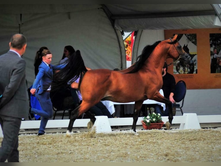 Arabian horses Stallion Brown in Waalwijk