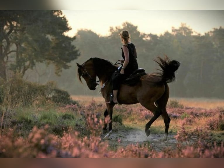 Arabian horses Stallion Brown in Waalwijk