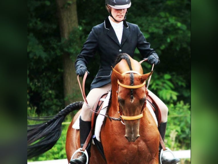 Arabian horses Stallion Brown in Waalwijk