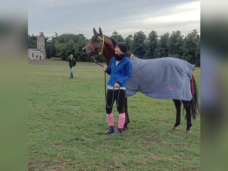 Arabian horses Stallion Brown in Lahntal