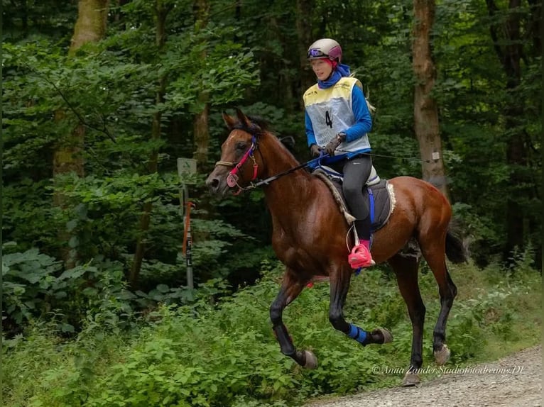 Arabian horses Stallion Brown in Lahntal