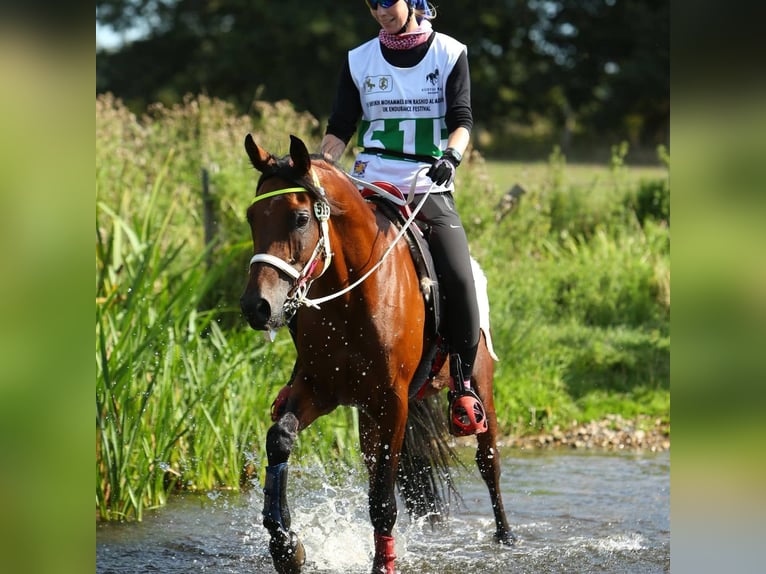 Arabian horses Stallion Brown in Lahntal