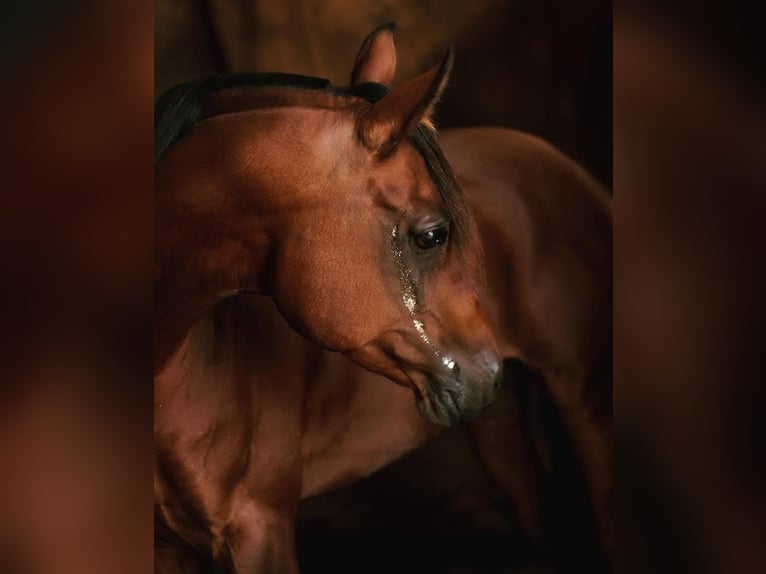 Arabian horses Stallion Brown in Lahntal